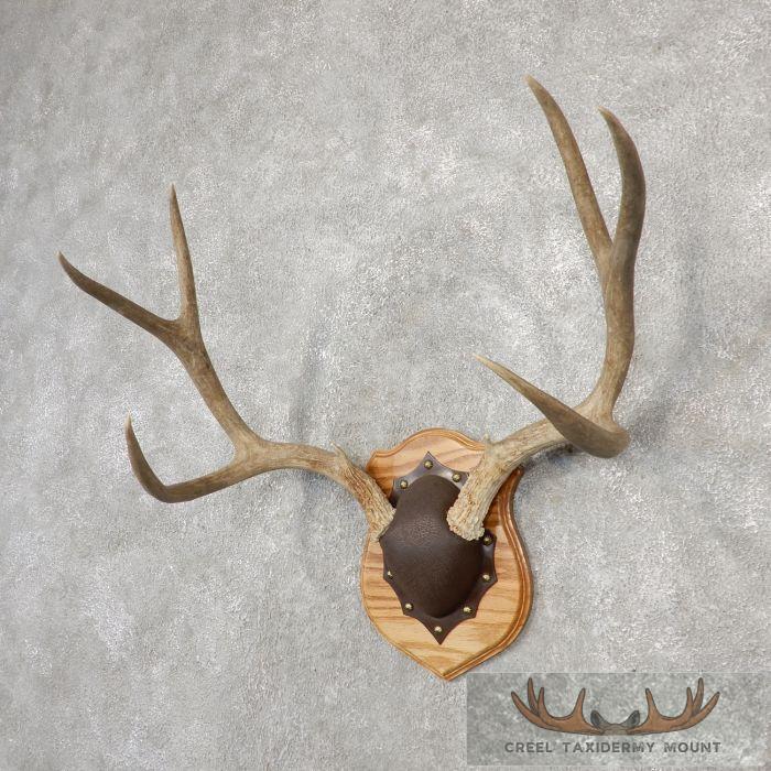 Mule Deer Antler Plaque Taxidermy Mount For Sale - Image 3