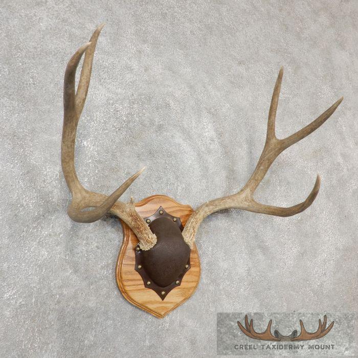 Mule Deer Antler Plaque Taxidermy Mount For Sale - Image 2
