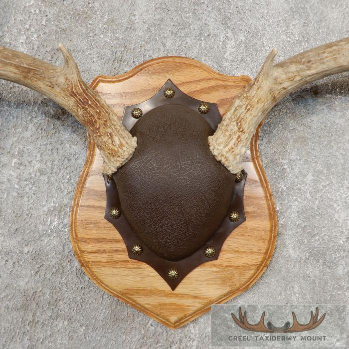 Mule Deer Antler Plaque Taxidermy Mount For Sale - Image 4