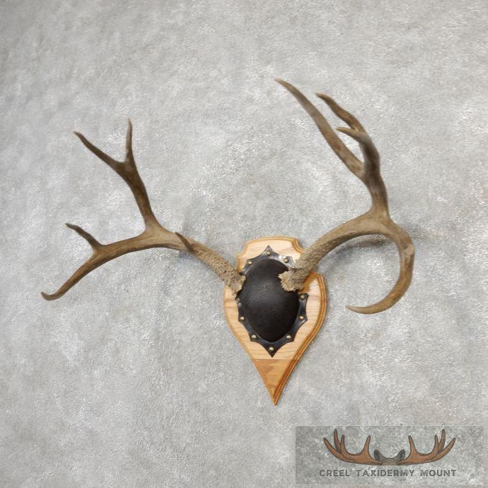Mule Deer Antler Plaque Taxidermy Mount For Sale - Image 2