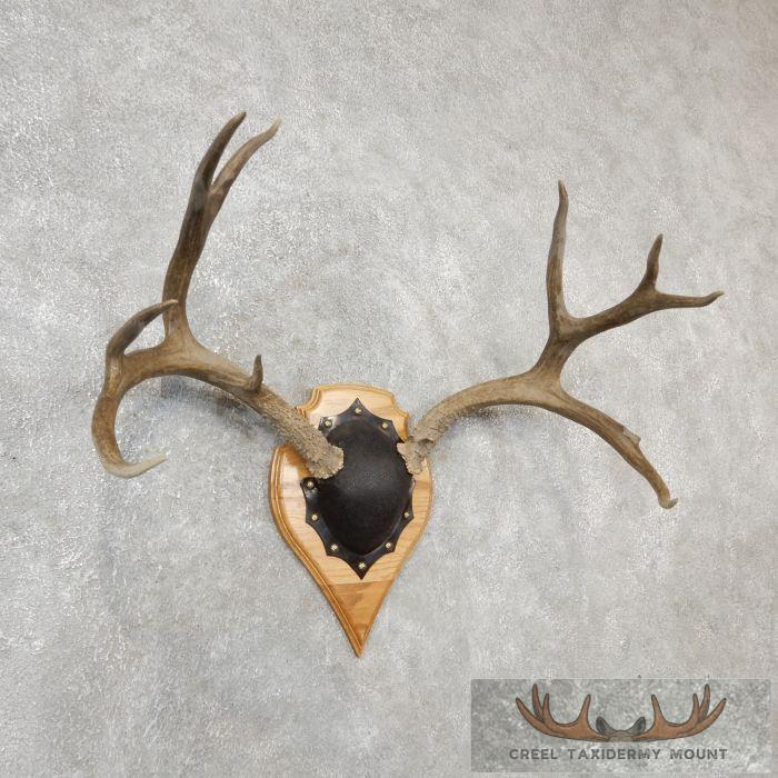 Mule Deer Antler Plaque Taxidermy Mount For Sale - Image 3