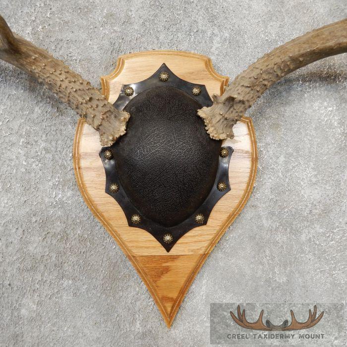 Mule Deer Antler Plaque Taxidermy Mount For Sale - Image 4
