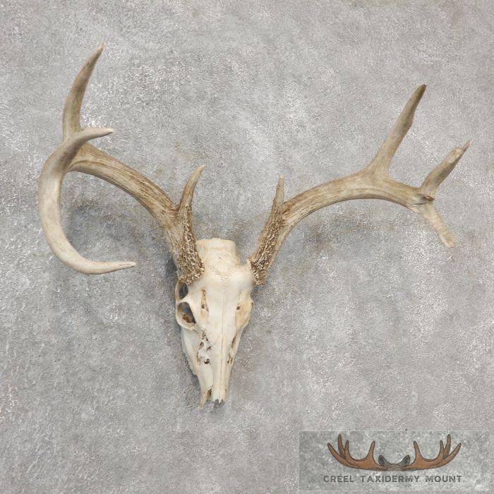 Whitetail Deer Skull European Taxidermy Mount For Sale - Image 3