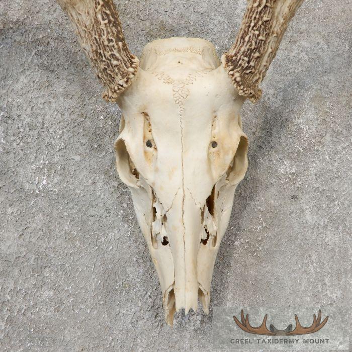 Whitetail Deer Skull European Taxidermy Mount For Sale - Image 4