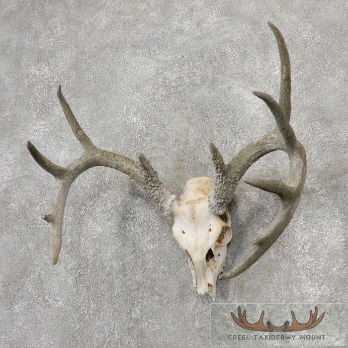 Whitetail Deer Skull European Taxidermy Mount For Sale - Image 3