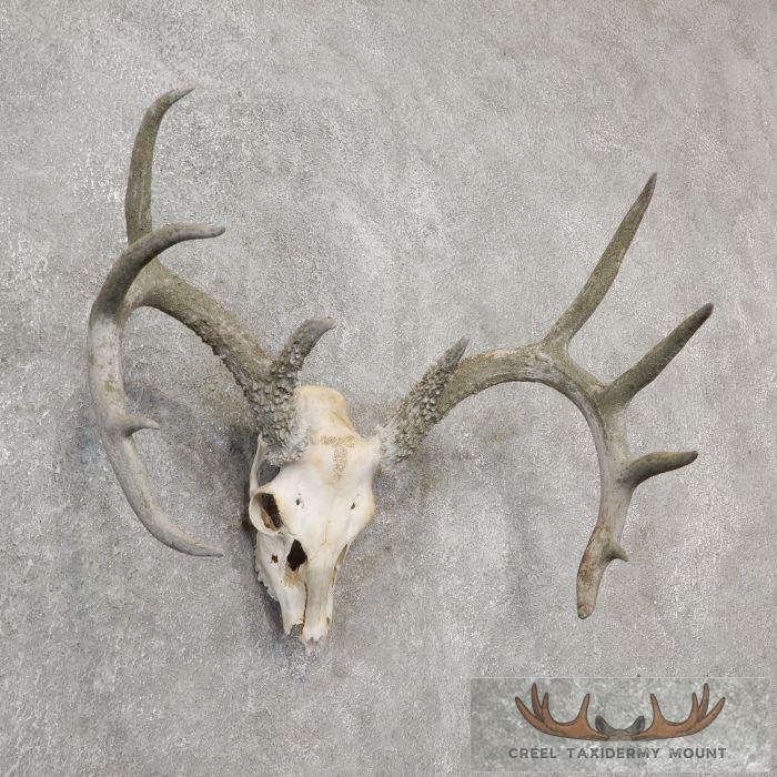 Whitetail Deer Skull European Taxidermy Mount For Sale - Image 2