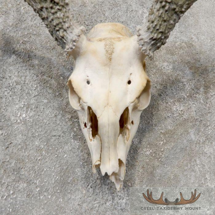 Whitetail Deer Skull European Taxidermy Mount For Sale - Image 4