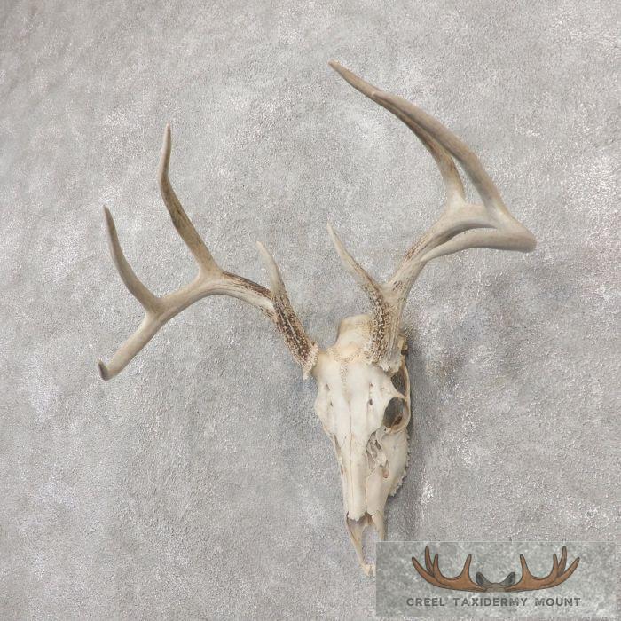 Whitetail Deer Skull European Taxidermy Mount For Sale - Image 3