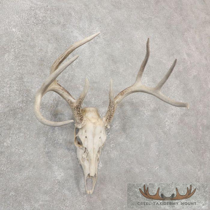Whitetail Deer Skull European Taxidermy Mount For Sale - Image 2