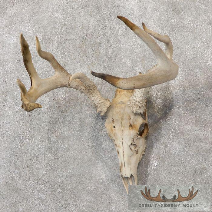 Whitetail Deer Skull European Taxidermy Mount For Sale - Image 2