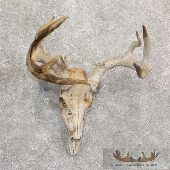 Whitetail Deer Skull European Taxidermy Mount For Sale - Image 3