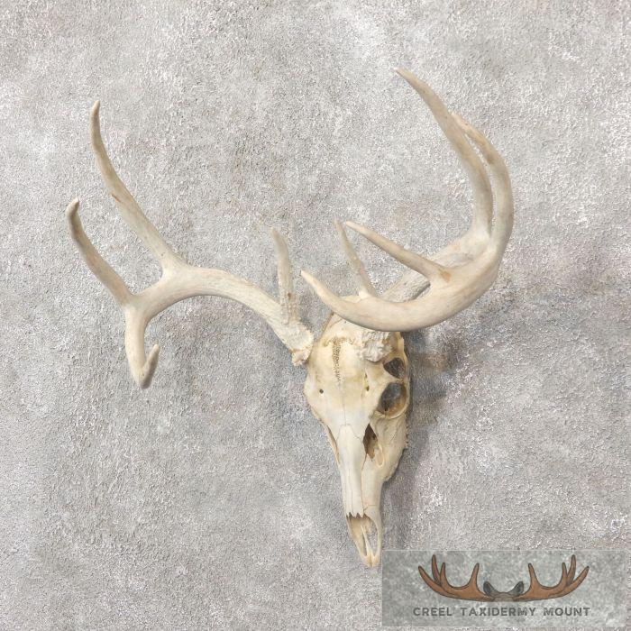 Whitetail Deer Skull European Taxidermy Mount For Sale - Image 2