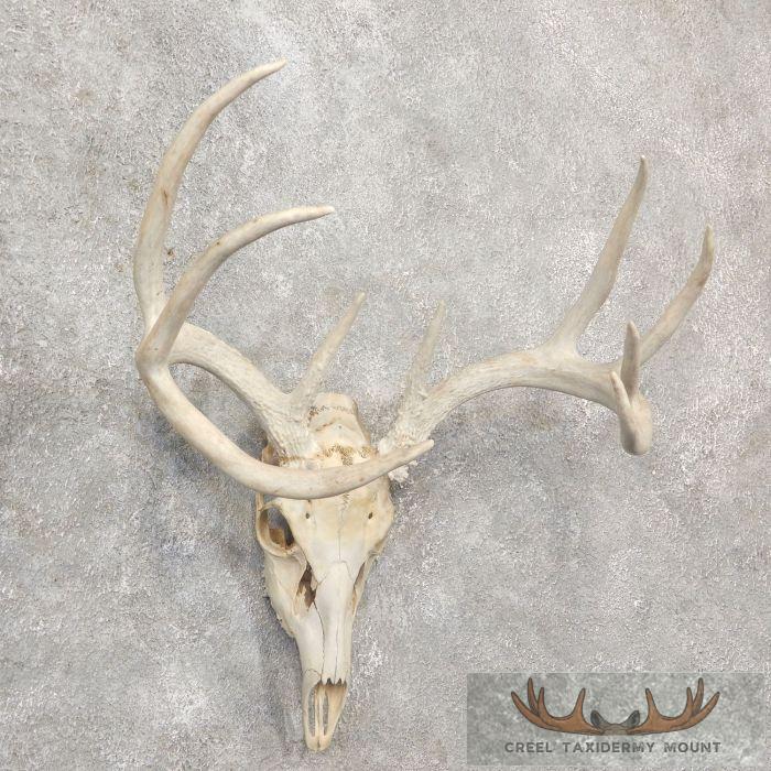 Whitetail Deer Skull European Taxidermy Mount For Sale - Image 3