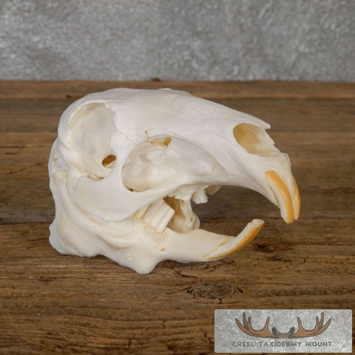 Patagonian Cavy Skull Taxidermy For Sale - Image 2