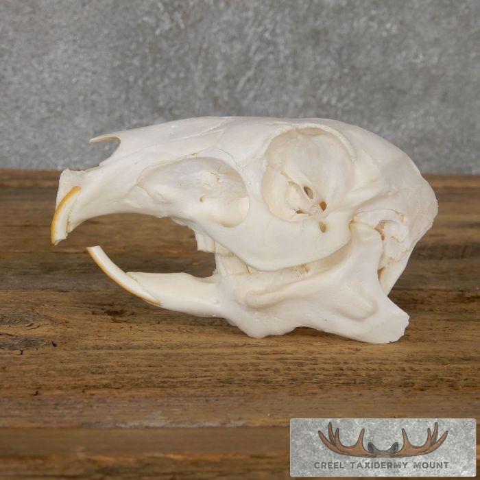 Patagonian Cavy Skull Taxidermy For Sale - Image 3