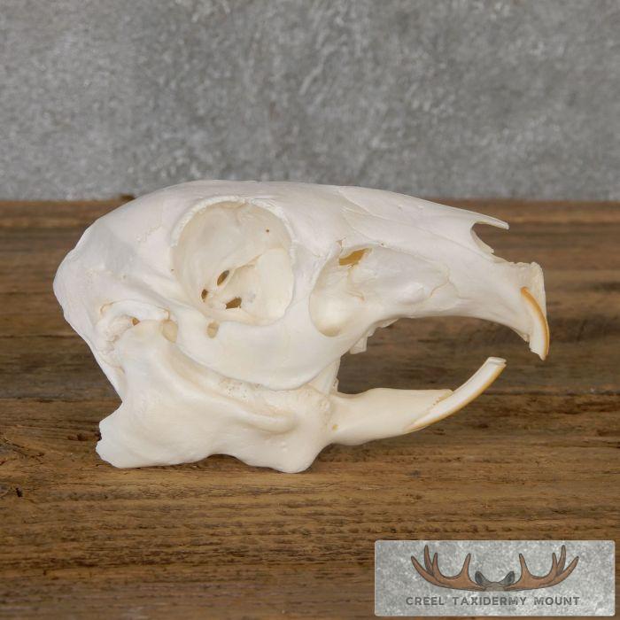 Patagonian Cavy Skull Taxidermy For Sale - Image 4