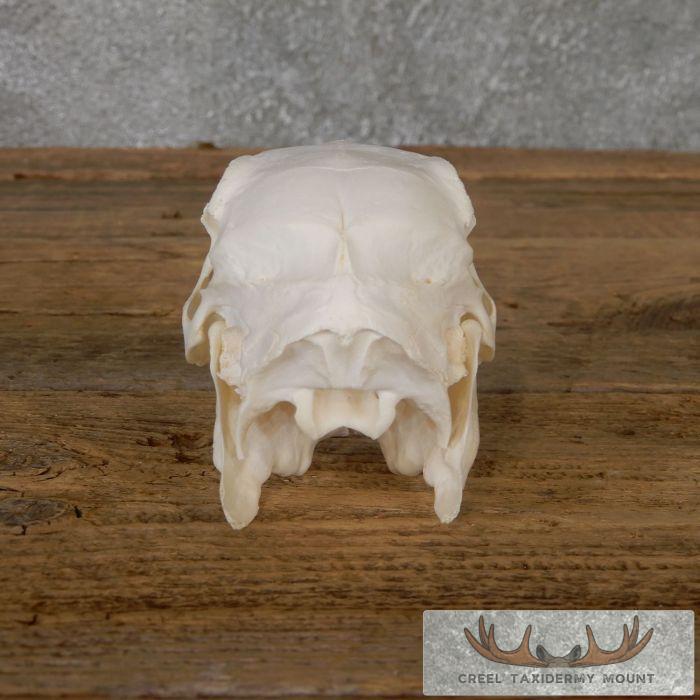 Patagonian Cavy Skull Taxidermy For Sale - Image 5