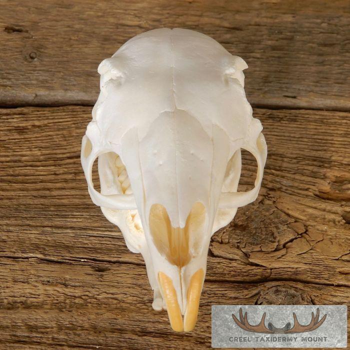 Patagonian Cavy Skull Taxidermy For Sale - Image 7