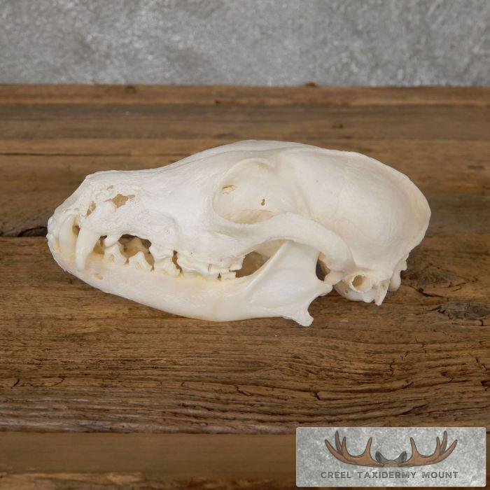 Pathology Arctic Fox Skull Taxidermy For Sale - Image 2