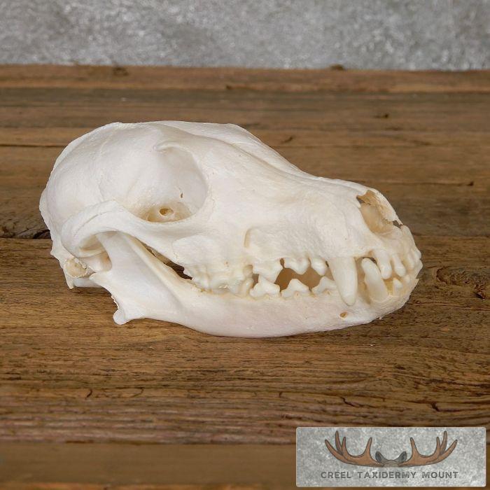 Pathology Arctic Fox Skull Taxidermy For Sale - Image 4