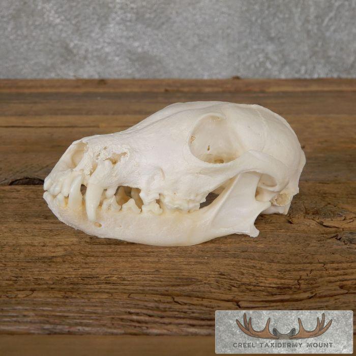 Pathology Arctic Fox Skull Taxidermy For Sale - Image 3