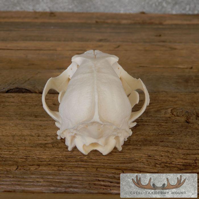 Pathology Arctic Fox Skull Taxidermy For Sale - Image 5