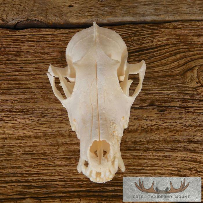 Pathology Arctic Fox Skull Taxidermy For Sale - Image 6