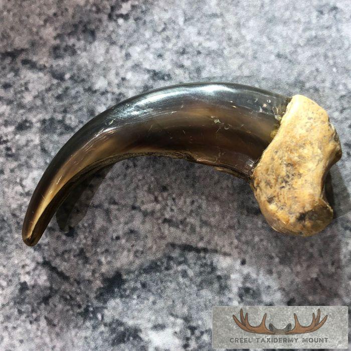 Grizzly Bear Claw Taxidermy For Sale