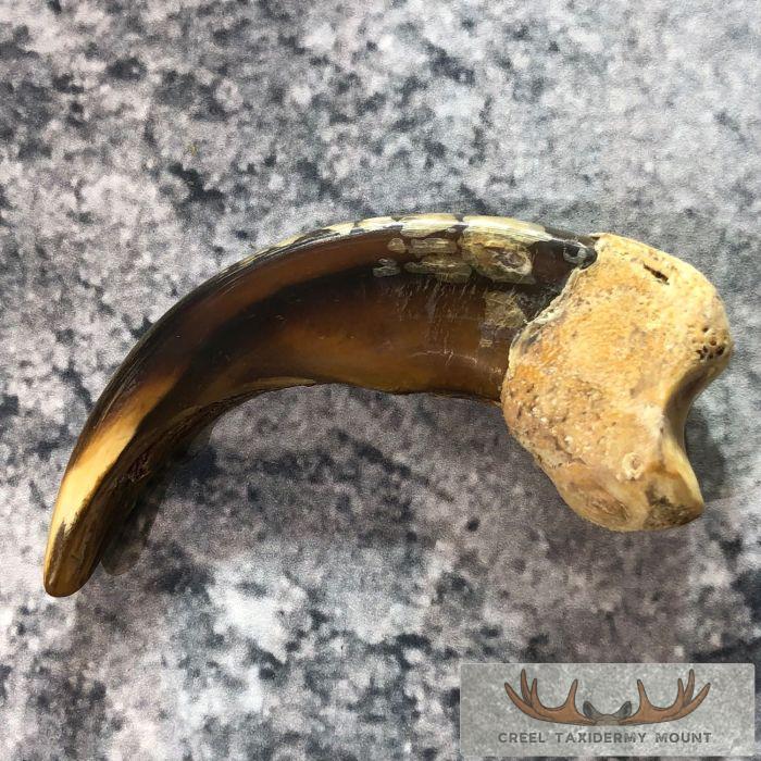 Grizzly Bear Claw Taxidermy For Sale