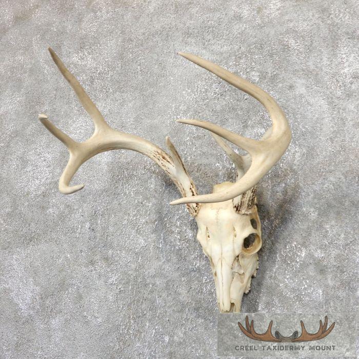 Whitetail Deer Skull European Taxidermy Mount For Sale - Image 3