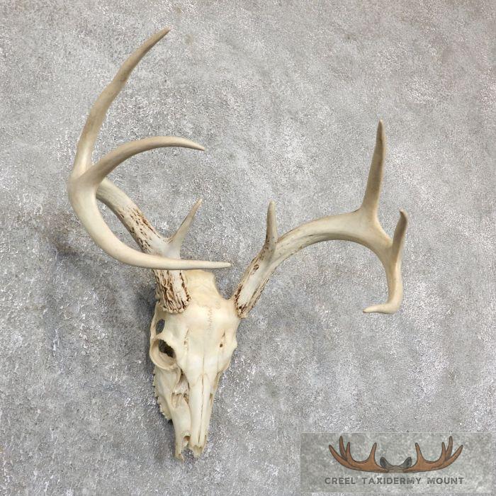 Whitetail Deer Skull European Taxidermy Mount For Sale - Image 2