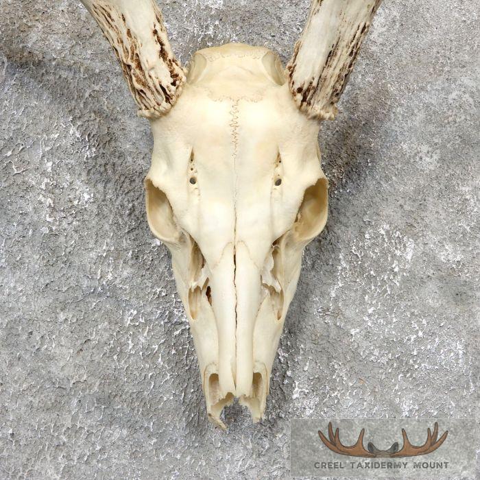Whitetail Deer Skull European Taxidermy Mount For Sale - Image 4