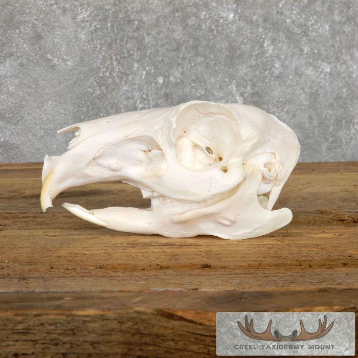 Patagonian Cavy Skull Taxidermy For Sale - Image 3