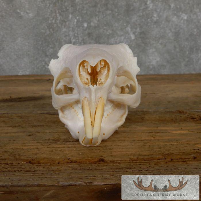 Patagonian Cavy Skull Taxidermy For Sale - Image 5
