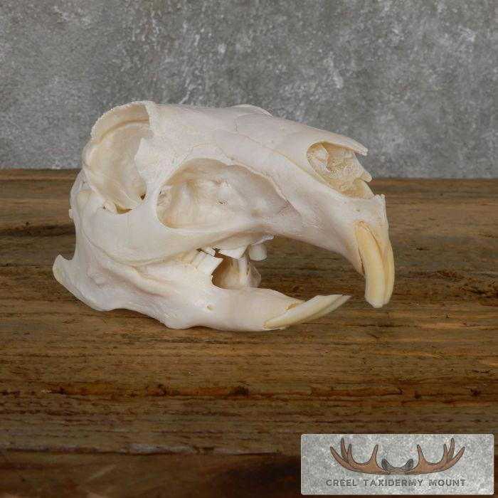 Patagonian Cavy Skull Taxidermy For Sale - Image 2