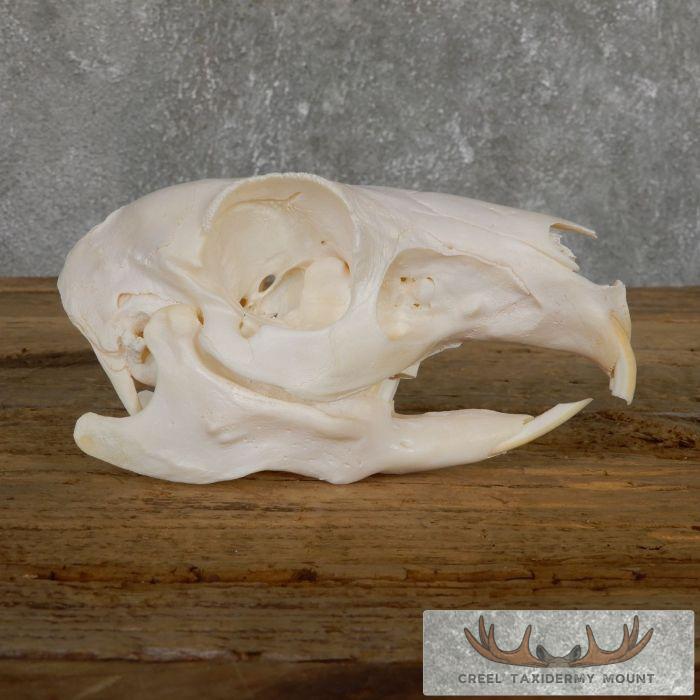 Patagonian Cavy Skull Taxidermy For Sale - Image 4