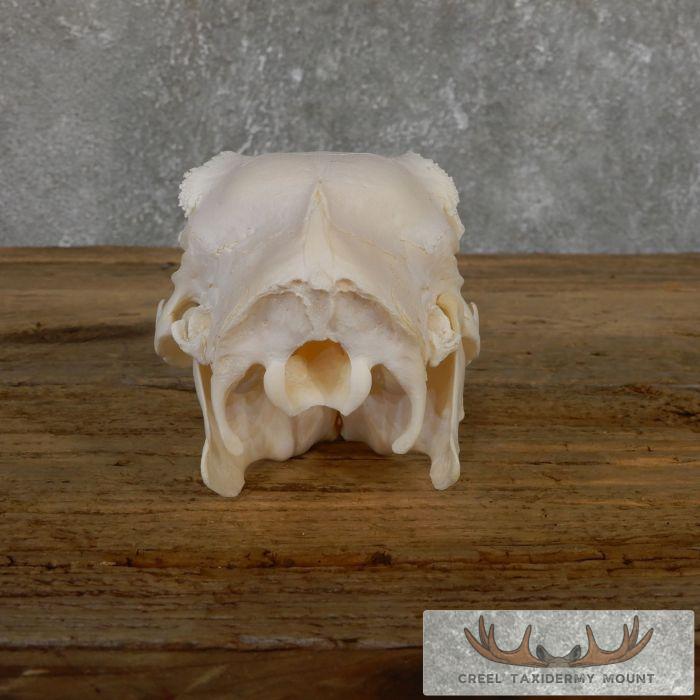 Patagonian Cavy Skull Taxidermy For Sale - Image 6