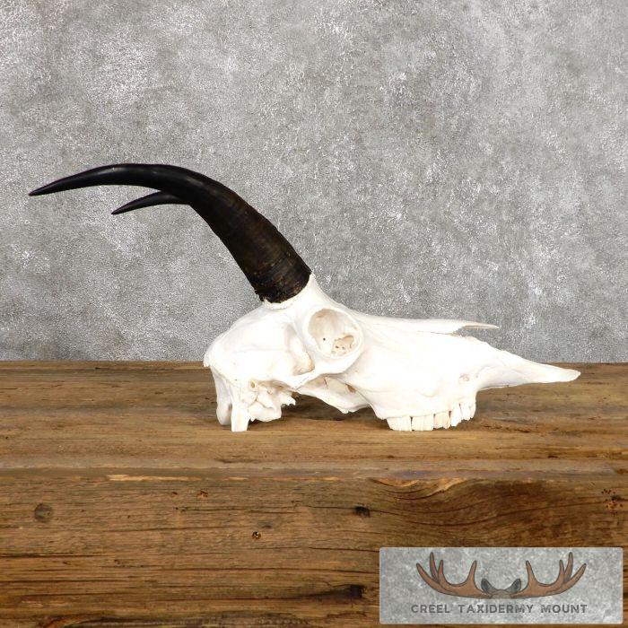 Mountain Goat Skull European Taxidermy Mount For Sale - Image 2