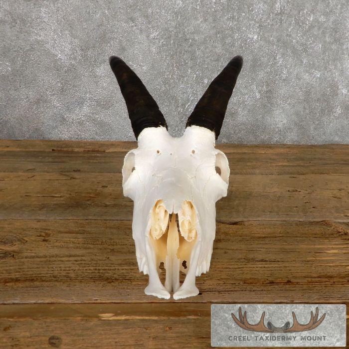 Mountain Goat Skull European Taxidermy Mount For Sale - Image 4