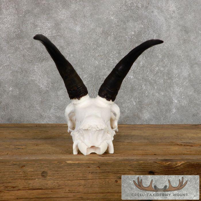 Mountain Goat Skull European Taxidermy Mount For Sale - Image 6
