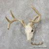 Whitetail Deer Skull European Taxidermy Mount For Sale - Image 2