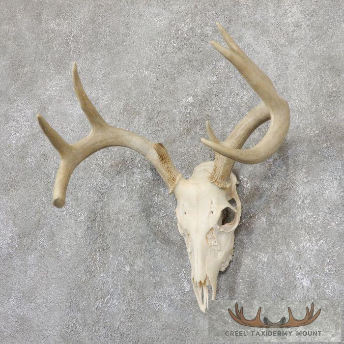 Whitetail Deer Skull European Taxidermy Mount For Sale - Image 2