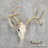 Whitetail Deer Skull European Taxidermy Mount For Sale - Image 3