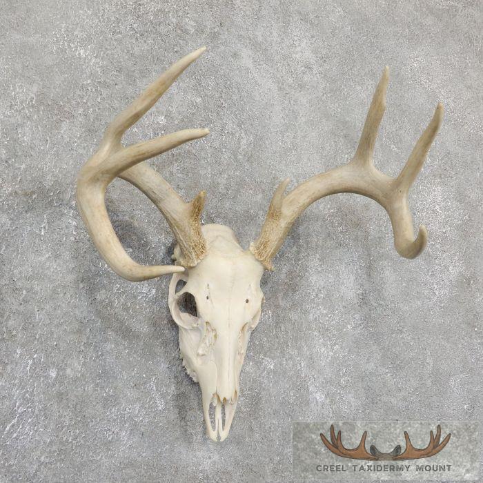 Whitetail Deer Skull European Taxidermy Mount For Sale - Image 3