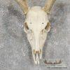 Whitetail Deer Skull European Taxidermy Mount For Sale - Image 4