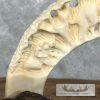 Carved Hippopotamus Tooth Safari Decor For Sale - Image 11