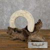 Carved Hippopotamus Tooth Safari Decor For Sale - Image 3