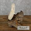 Carved Hippopotamus Tooth Safari Decor For Sale - Image 4