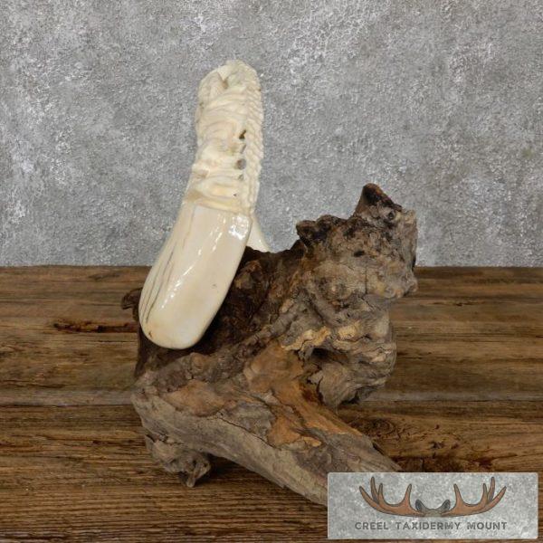 Carved Hippopotamus Tooth Safari Decor For Sale - Image 4
