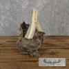 Carved Hippopotamus Tooth Safari Decor For Sale - Image 6
